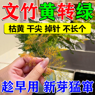 文竹专用肥黄叶枯叶病营养液一喷黄叶变绿叶强力生根壮苗剂叶面药