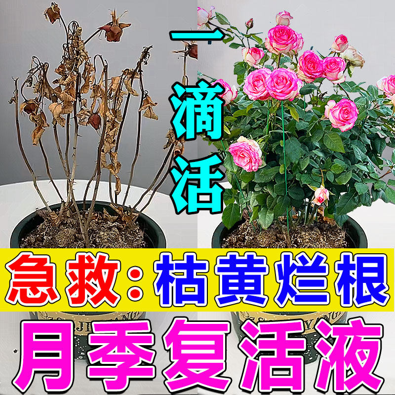 月季复活液植物专用养花强力生根爆笋药水玫瑰黄叶黑斑病水溶肥剂