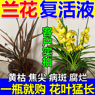 兰花复活液黄叶枯叶病斑急救