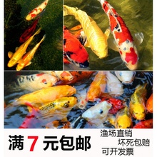 黄金锦鲤活鱼冷水金鱼小好养耐活鱼1