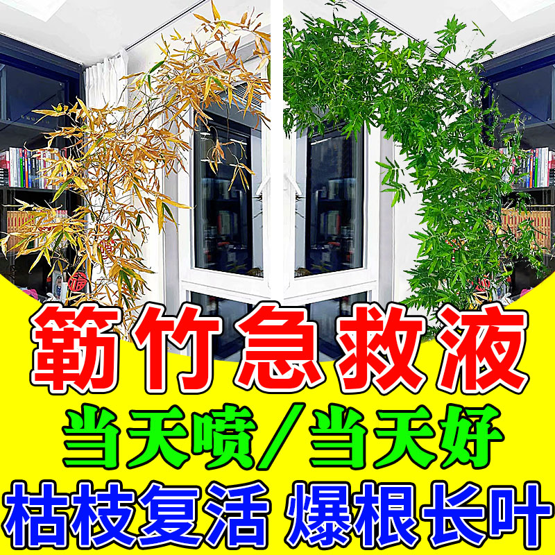 小叶簕竹营养肥一夜回春拯救黄叶