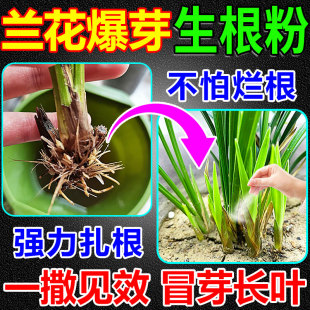 兰花专用生根粉烂根急救药快速爆根芽素强力壮苗剂植物扦插营养液