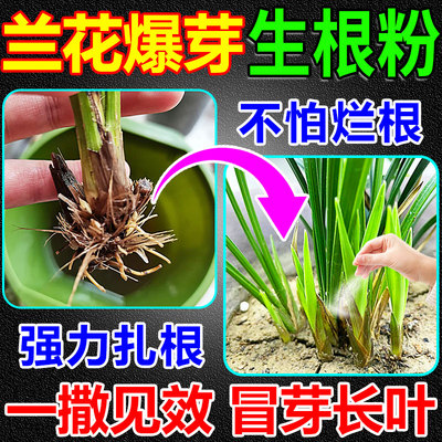 兰花生根粉快速爆根冒芽无惧烂根