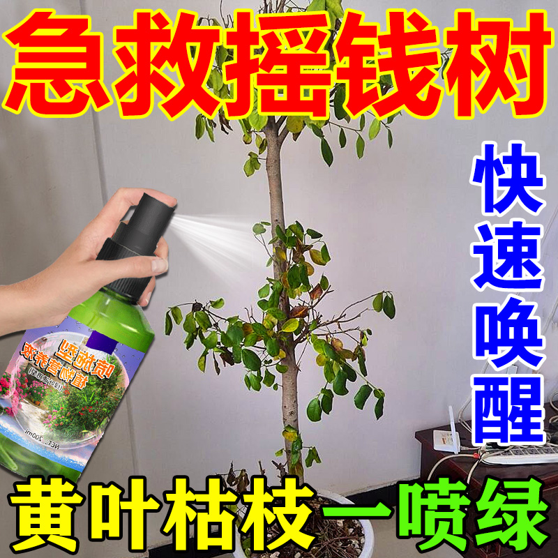 摇钱树营养液观叶植物专用肥绿植叶子发黄烂根一喷绿叶面喷施药肥