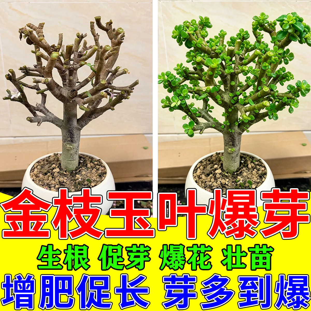 多肉老桩盆景爆芽增色生根营养液图片