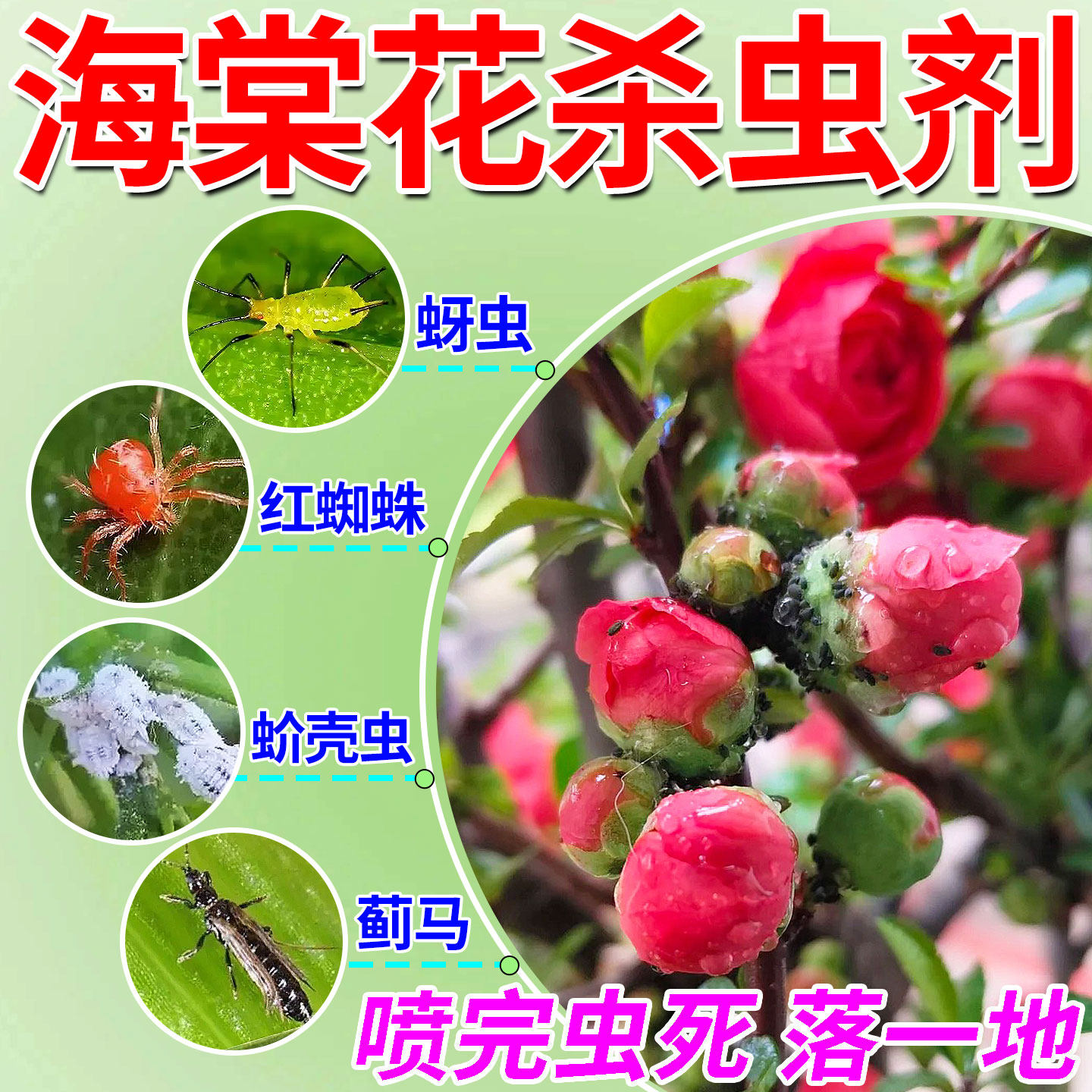 海棠花专用高效杀虫剂