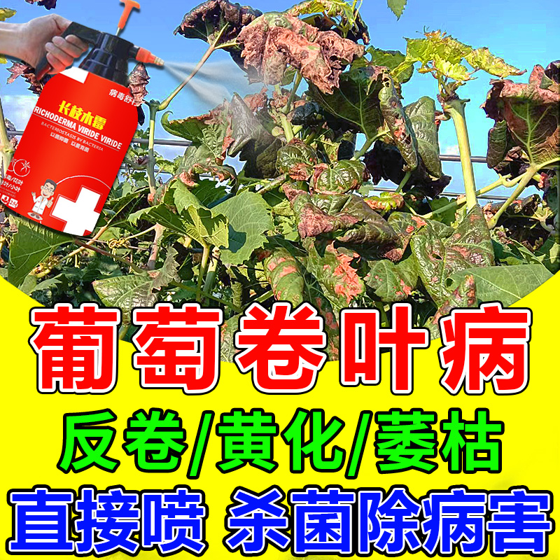 葡萄卷叶专用杀菌药快速除病杀菌