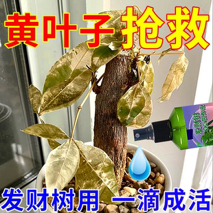 发财树黄叶怎么办枯掉叶专用爆芽素硫酸亚铁花肥料喜酸植物叶面肥
