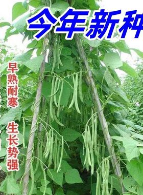 红花四季豆种子高产爬藤架豆春秋四季豆芸豆种子四季易种蔬菜种子