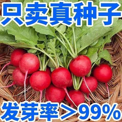 四季樱桃萝卜种子阳台种植