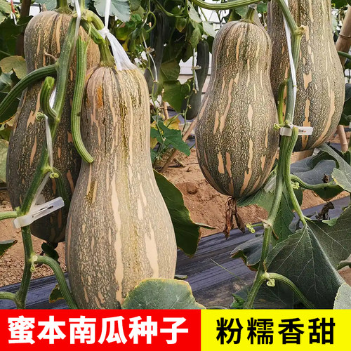 早栗蜜本南瓜种子粉面蜜早