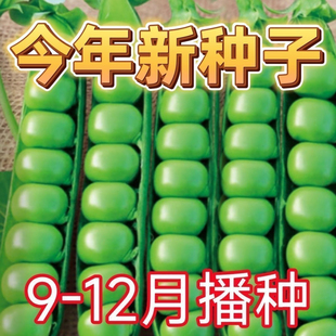 特大甜豌豆种子甜脆可生吃菜豌豆大荚青豆甜豌豆耐寒秋冬蔬菜种子