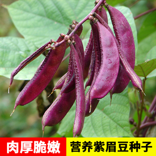 紫扁豆种子紫眉豆紫红色早熟豆种爬藤搭架春天种蔬菜眉豆种子大全