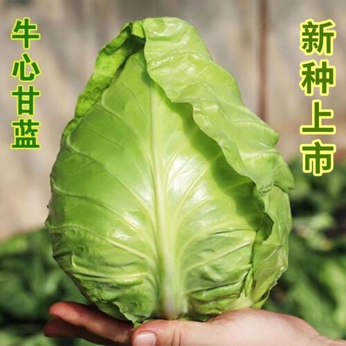 正宗牛心甘蓝包菜莲花