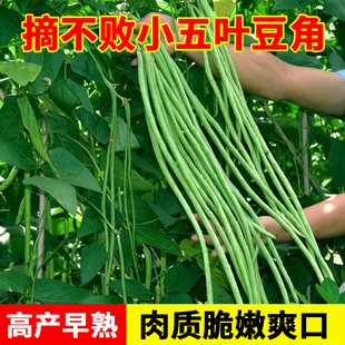 特长豇豆摘不败豆角种子小五叶压塌架春夏秋四季阳台蔬菜种籽孑