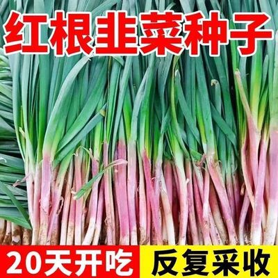 四季韭菜种子老品种种子籽