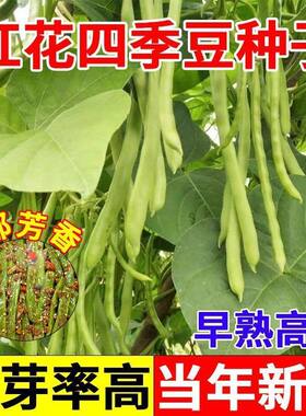 当季新种四季豆种子早熟高产抗病