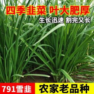 791宽叶韭菜种子雪韭菜籽根四季不休眠阳台盆栽种植耐热寒蔬菜种