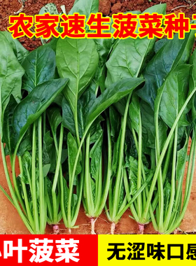 小叶菠菜种子小尖叶土菠菜家庭种植地道农家味老品种蔬菜种子大全