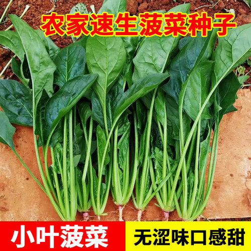 菠菜种子籽耐高温小尖叶四季大全