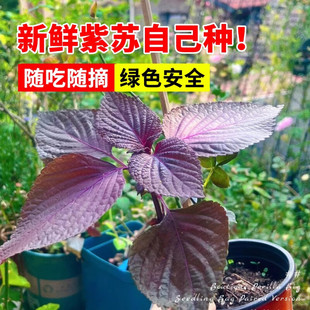 爆满地紫苏种子可食用双面红紫苏大叶种四季耐寒阳台盆栽蔬菜种子