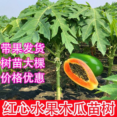 特大木瓜种子多少钱 特大木瓜种子价格 小麦优选