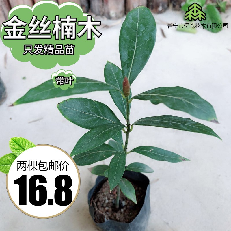珍稀名贵树苗金丝楠木苗正宗小叶桢楠树苗紫楠苗庭院盆栽树包邮