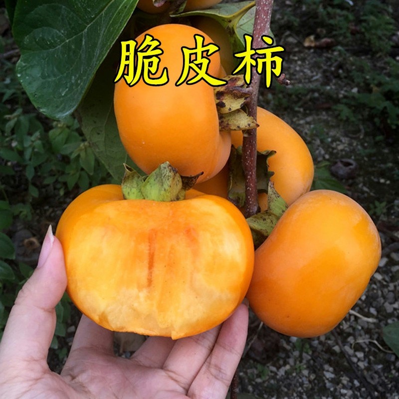 新品种巧克力脆皮柿子树苗嫁接脆甜硬柿子苗易种自然脱涩摘下就吃
