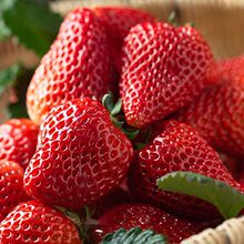 26.9元包邮 贡福鲜 丹东红颜草莓 净重2斤