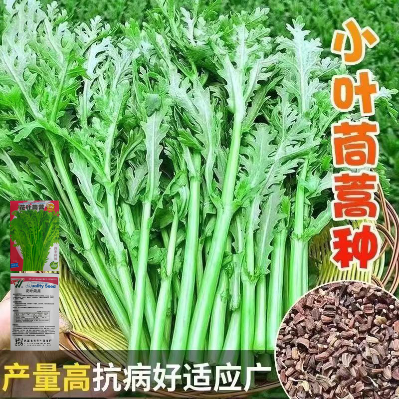 小叶茼蒿种子大全农家茼蒿种籽菜籽四季皇帝菜种苗青菜蔬菜种孑