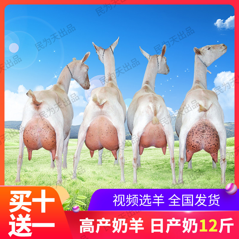 高产奶羊活体纯种萨能奶山羊活物红鹿吐根堡产奶羊母羔送养殖技术