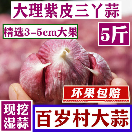 云南紫皮蒜新蒜三丫蒜头干蒜2026紫红皮丫蒜瓣蒜三瓣新鲜紫皮大蒜