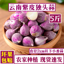 云南大理独头蒜紫皮小独蒜珍珠蒜5斤装 新鲜蒜迷你干蒜紫皮大蒜头