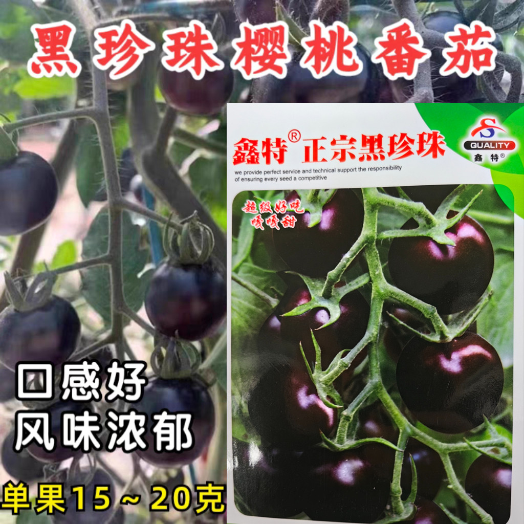 黑珍珠樱桃番茄种子酸甜迷你袖珍小番茄黑色圣女果西红柿种子籽孑