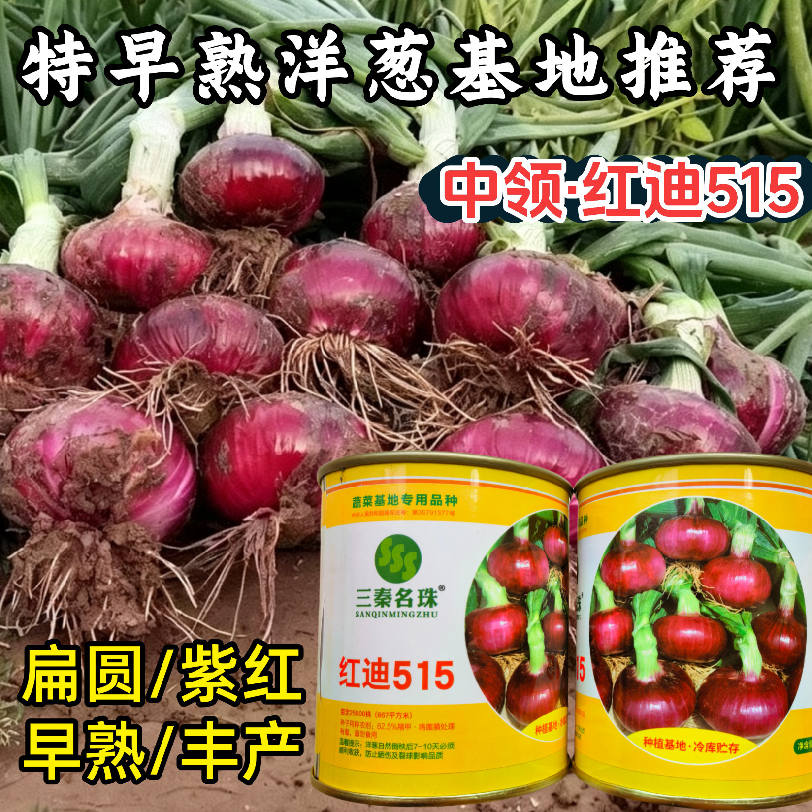 早熟扁平洋葱种子中领红迪515早上市扁圆紫红二红高产洋葱种子籽