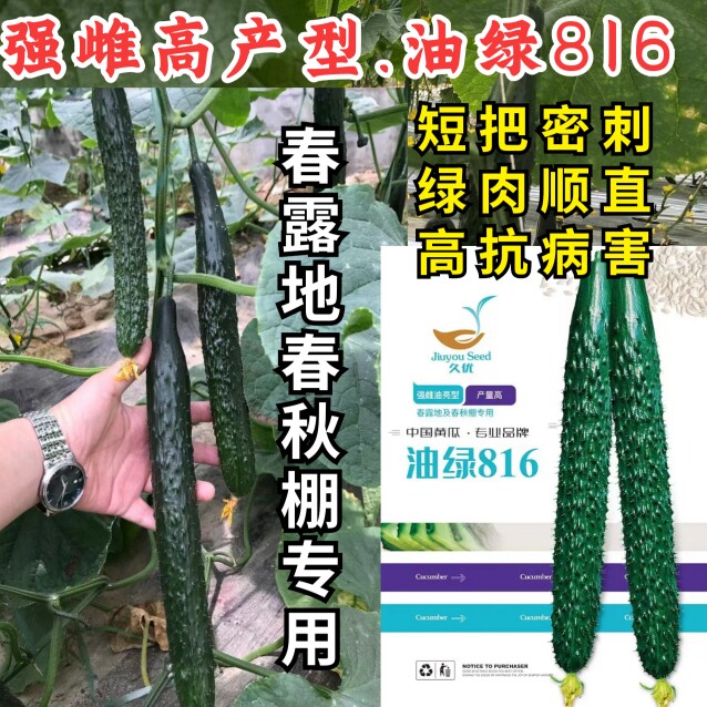 油绿816黄瓜种子黑油亮强雌春秋大棚短把密刺高产绿肉黄瓜种子籽