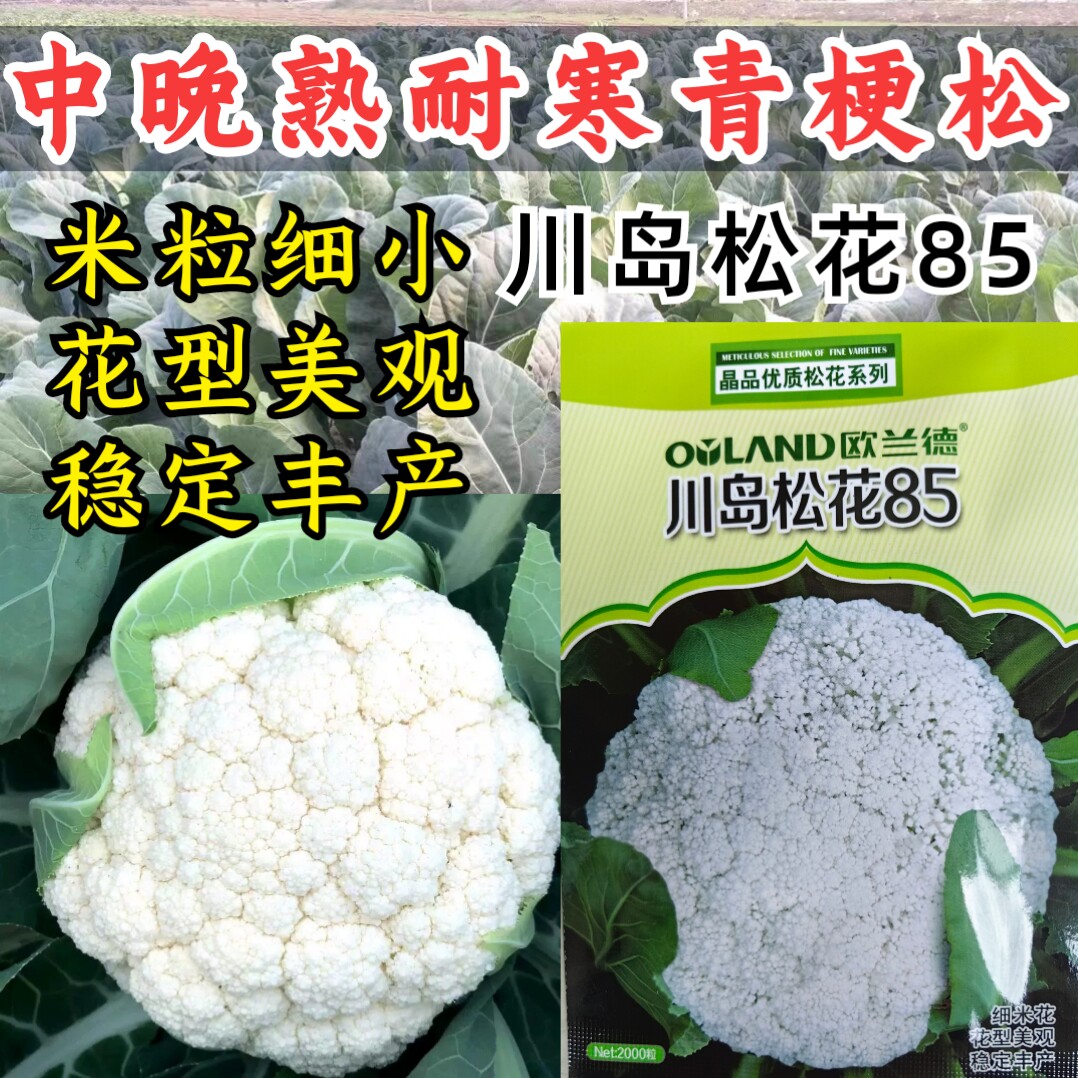 川岛松花85松花菜种子春秋中晚熟耐寒青梗小米粒散花菜花种子籽孑