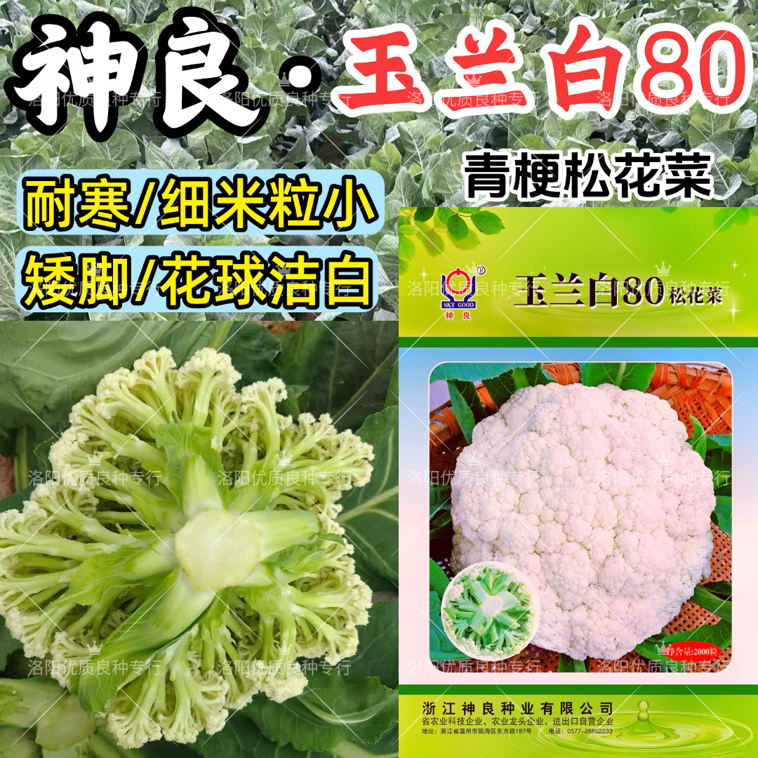 神良玉兰白80松花菜种子耐寒晚熟80天小米粒春秋散松花椰菜种子籽