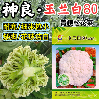 神良玉兰白80松花菜种子耐寒晚熟80天小米粒春秋散松花椰菜种子籽