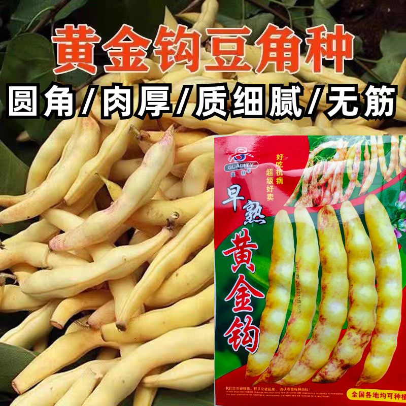 早熟黄金钩豆角种子无筋黄皮豆角种东北豆角农家田园蔬菜种子籽孑