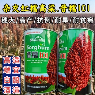 晋糯101高粱种子杂交红糯高粱酿酒专用大穗高产抗旱糯高粱种子籽