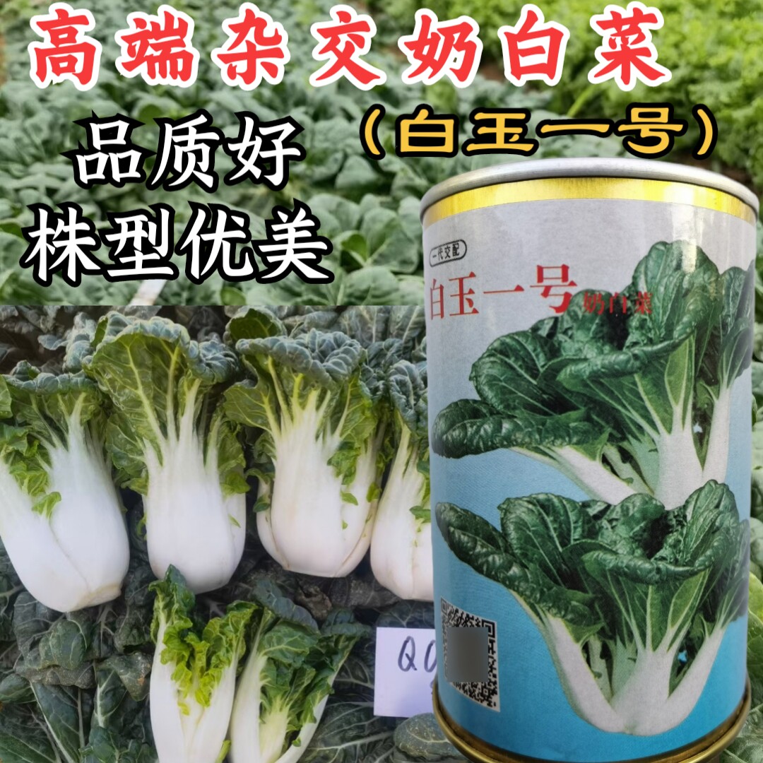 耐热耐寒杂交奶白菜矮脚蔬菜种子