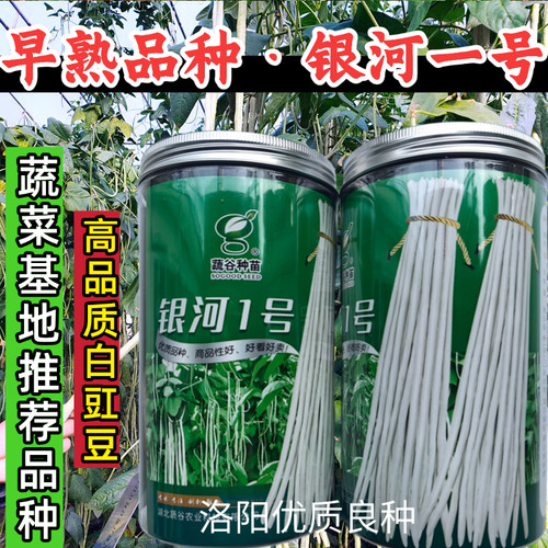 早熟白豇豆种子蔬谷银河一号白皮长豆角白玉豆角春秋白豇豆种子籽