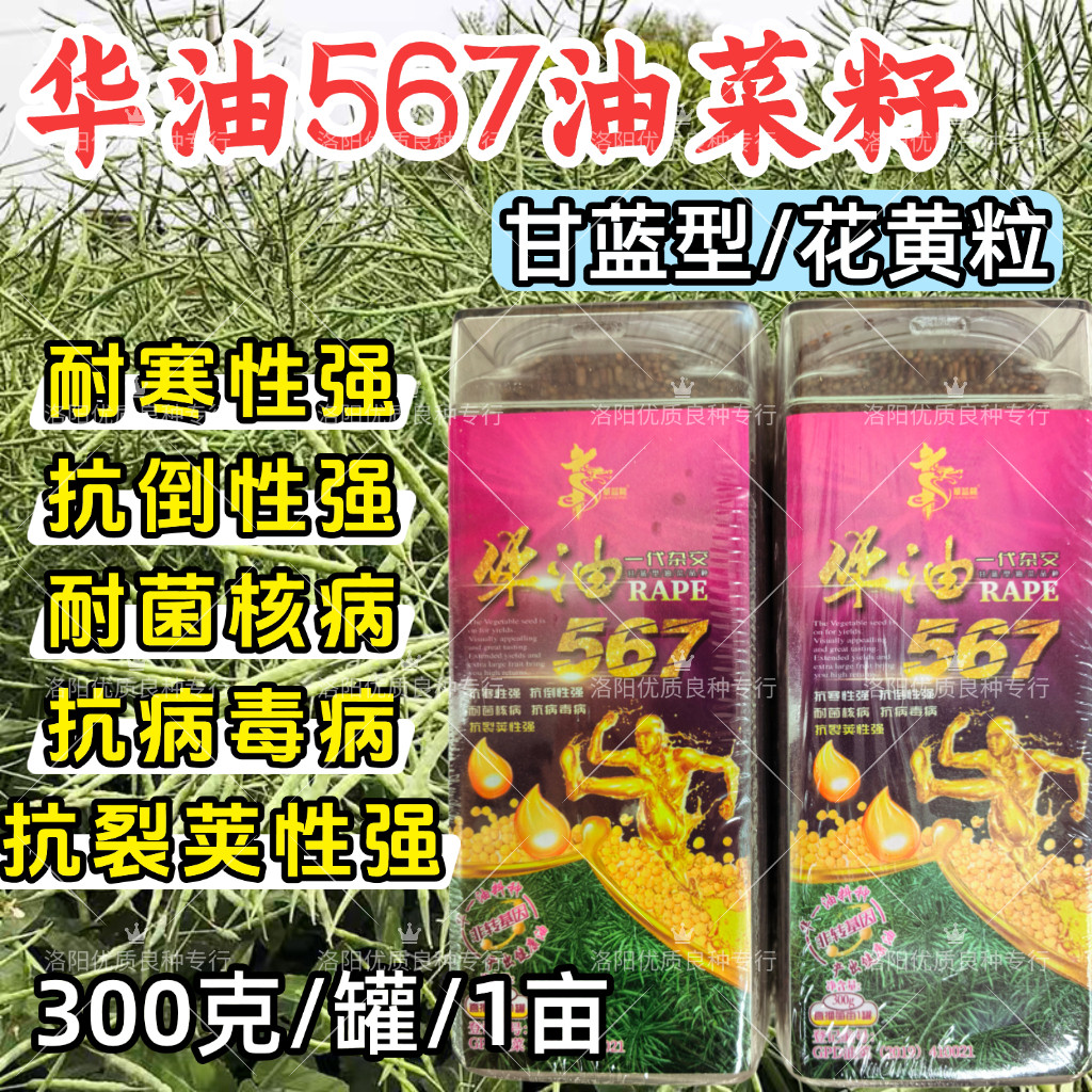 华油567油菜种子杂交花黄粒耐寒抗倒耐菌核病害越冬高产油菜种子