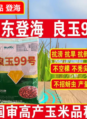 良玉99高产玉米种子登海国审矮杆抗旱郑单958种子饲料苞米种籽孑