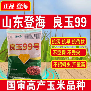 良玉99高产玉米种子登海国审矮杆抗旱郑单958种子饲料苞米种籽孑