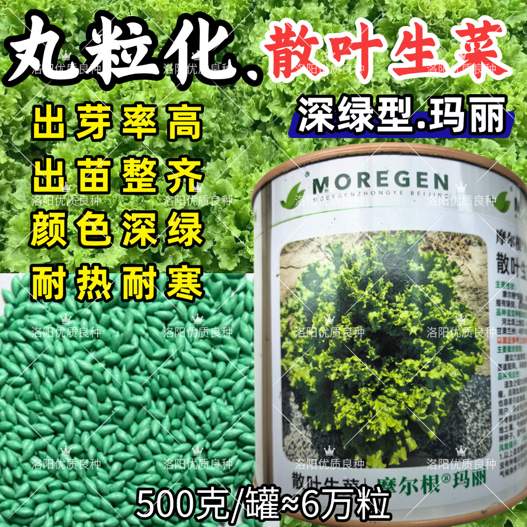 丸粒化散叶生菜种子深绿耐热耐寒出芽率高单粒直播四季生菜种子籽