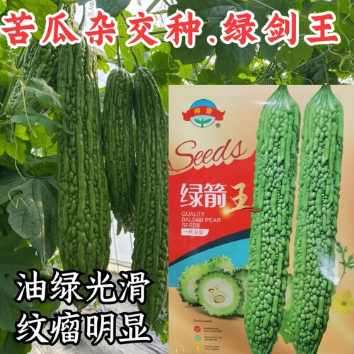 绿剑苦瓜种子 杂交翠绿油绿光滑抗病高产苦瓜种子籽蔬菜种子籽孑