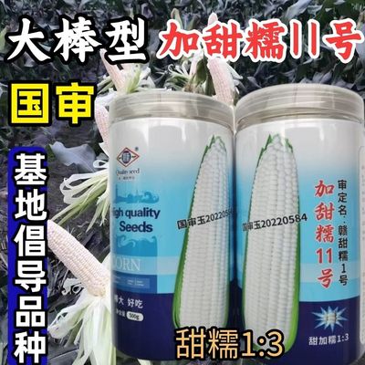 超甜糯玉米种子赣新超甜糯