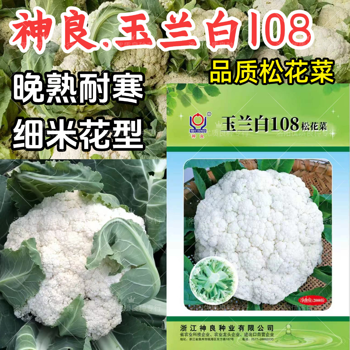 玉兰白108松花菜种子神良耐寒晚熟青梗越冬小米粒春秋花椰菜种子